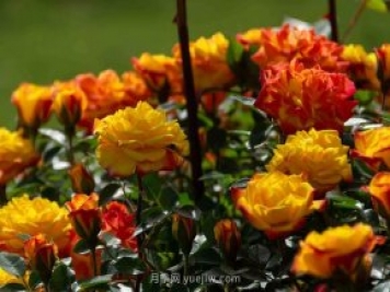 安阳市滑县森林公园月季花开放，赏花打卡正当时