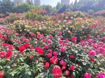 郑州月季公园40万株月季竞相绽放，感受花漾生活