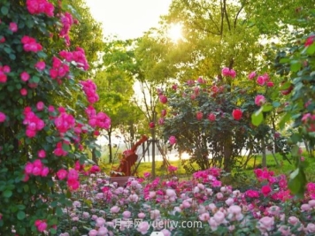 上海前滩休闲公园，月季花海盛景等你赏
